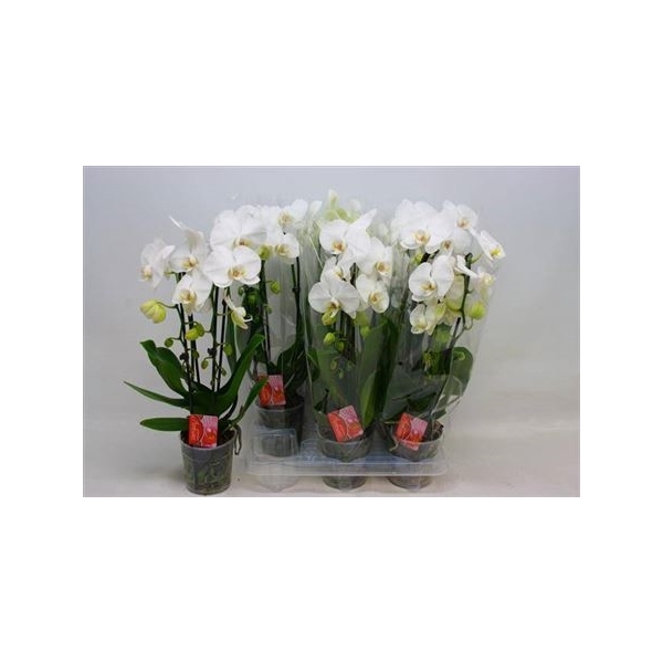 <h4>Phal El Cascade 2 Branches 18+</h4>