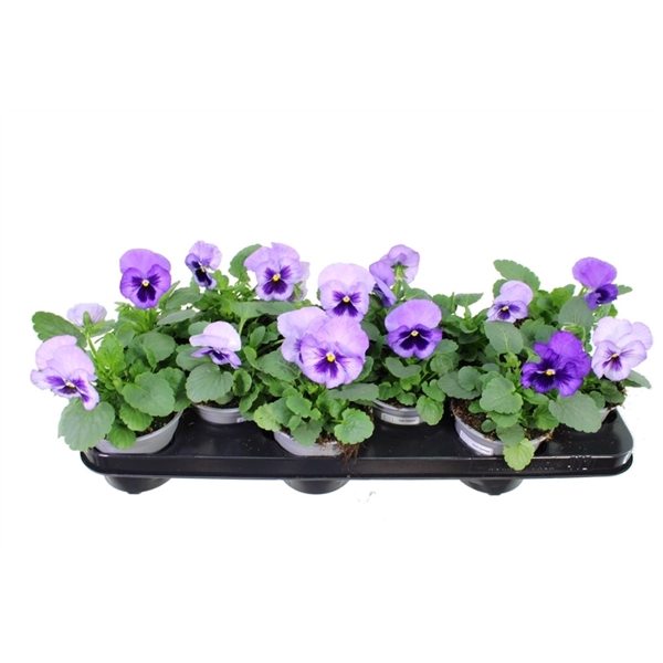 <h4>Viola witt. Delta Lavender Surprise</h4>