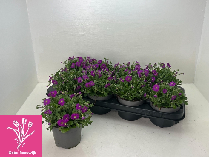 <h4>AUBR GRACILIS</h4>