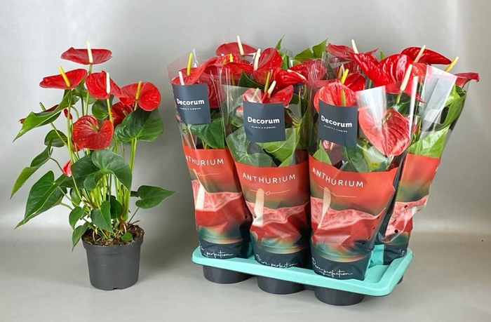 Anthurium Minnesota 17cm
