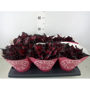 Begonia BD 'MagicColours Etna'