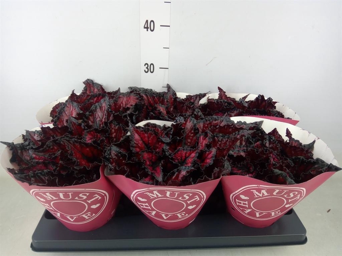 <h4>Begonia BD 'MagicColours Etna'</h4>