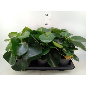 Peperomia polybotrya 'Raindrop'