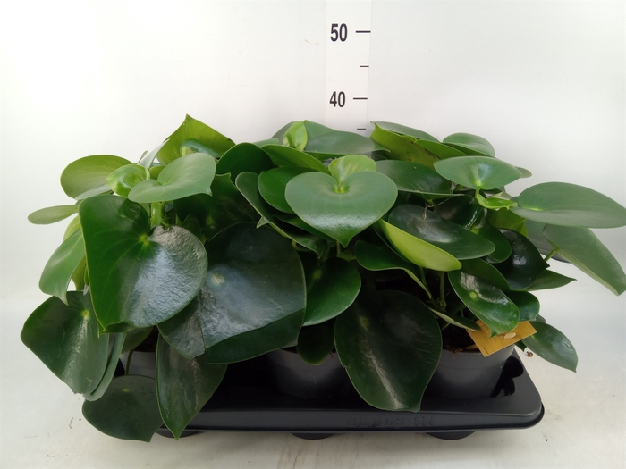 <h4>Peperomia polybotrya 'Raindrop'</h4>