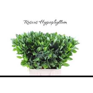 RUSCUS HYPOPHYLLUM