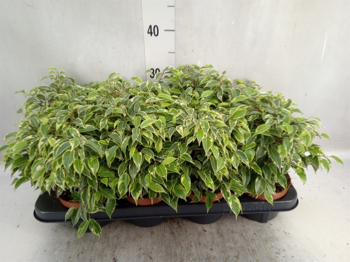 <h4>Ficus benja. 'Kinky'</h4>