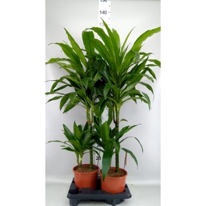 Dracaena frag. 'Janet Craig'