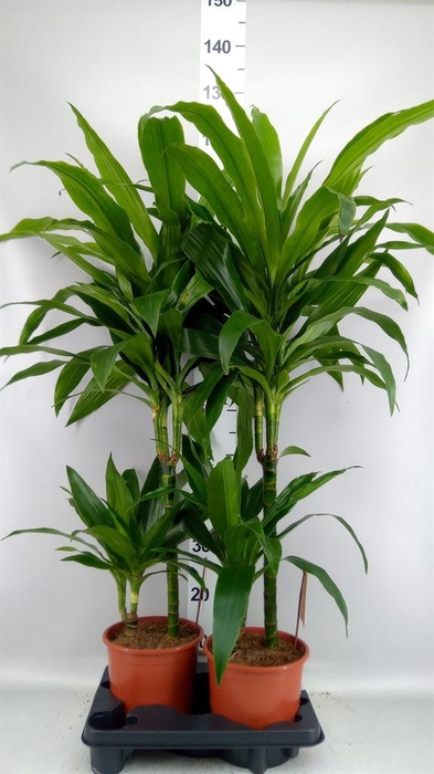 <h4>Dracaena frag. 'Janet Craig'</h4>