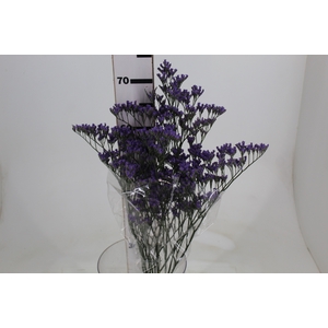 LIMONIUM 070 CM ROXO