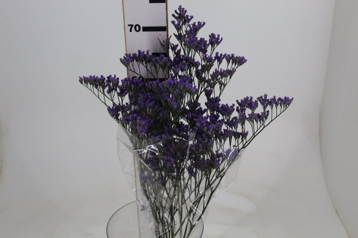 <h4>LIMONIUM 070 CM ROXO</h4>