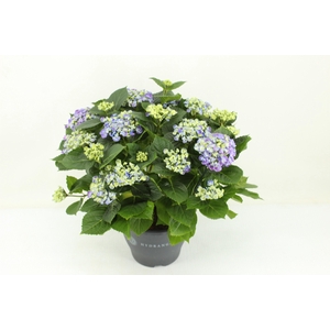 Hydrangea Curly Wurly blauw