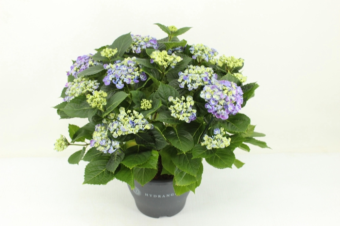 <h4>Hydrangea Curly Wurly blauw</h4>