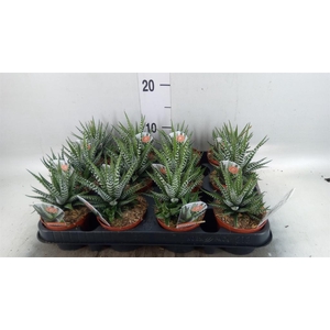 Haworthia fasciata 'Big Band'