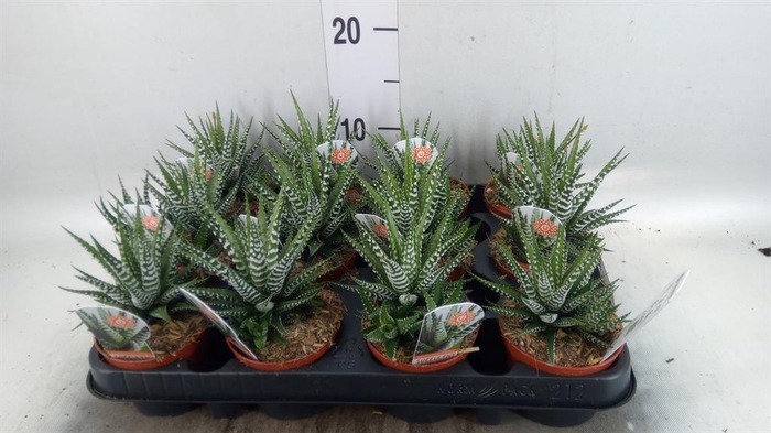 <h4>Haworthia fasciata 'Big Band'</h4>