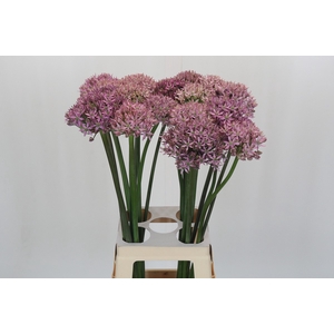 Allium Pink Jewel
