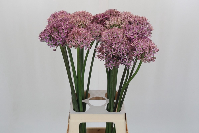 <h4>Allium Pink Jewel</h4>