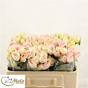 R Tr Rlm Inger Kristine