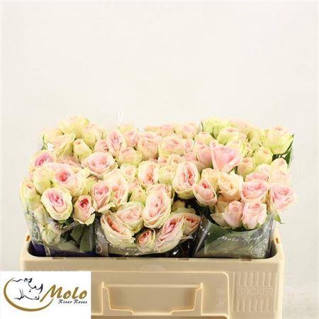 <h4>R Tr Rlm Inger Kristine</h4>