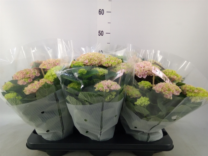 <h4>Hydrangea mac. 'Magical Revolution'</h4>