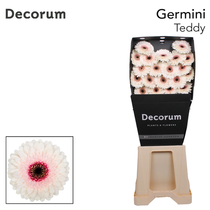 <h4>Germini Teddy Diamond</h4>