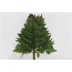 DEC LEDERV. MEDIUM V P X5