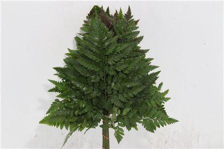 <h4>DEC LEDERV. MEDIUM V P X5</h4>