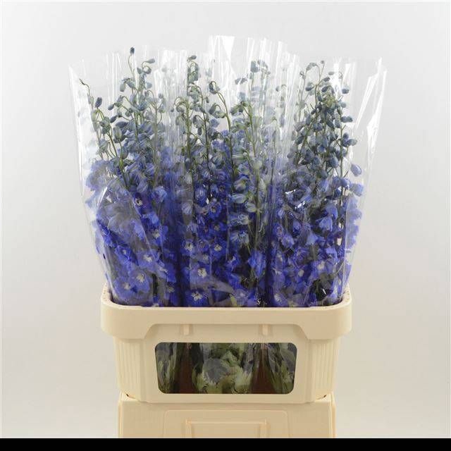 <h4>DELPH DU DEV NA BLUE</h4>