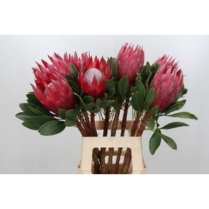 Protea Cynaroides Madiba