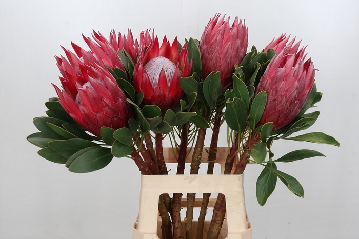 <h4>Protea Cynaroides Madiba</h4>