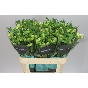 Alstro Virginia Xl