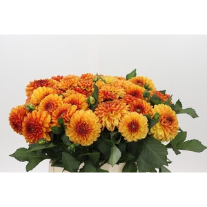 Dahlia American Sunset