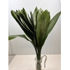 ASPIDISTRA LEAVES EXTRA