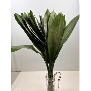 ASPIDISTRA LEAVES SUPER