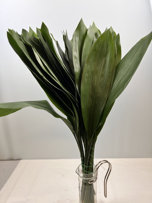 <h4>ASPIDISTRA LEAVES SUPER</h4>
