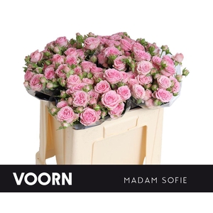 Rosa spray madam sofie