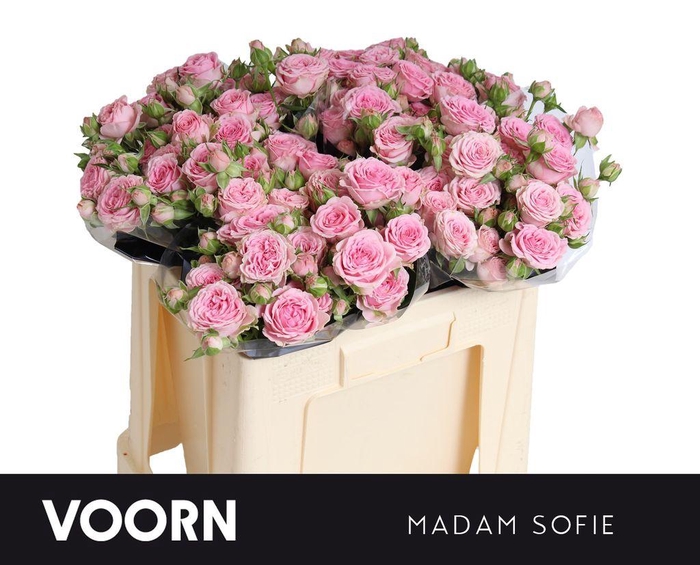 <h4>Rosa spray madam sofie</h4>