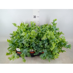 Phlebodium aureum 'Davana'