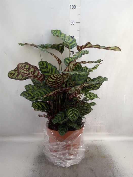 <h4>Calathea makoyana</h4>