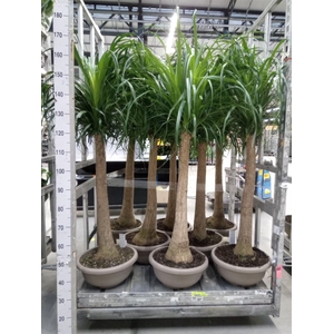 Beaucarnea recurvata