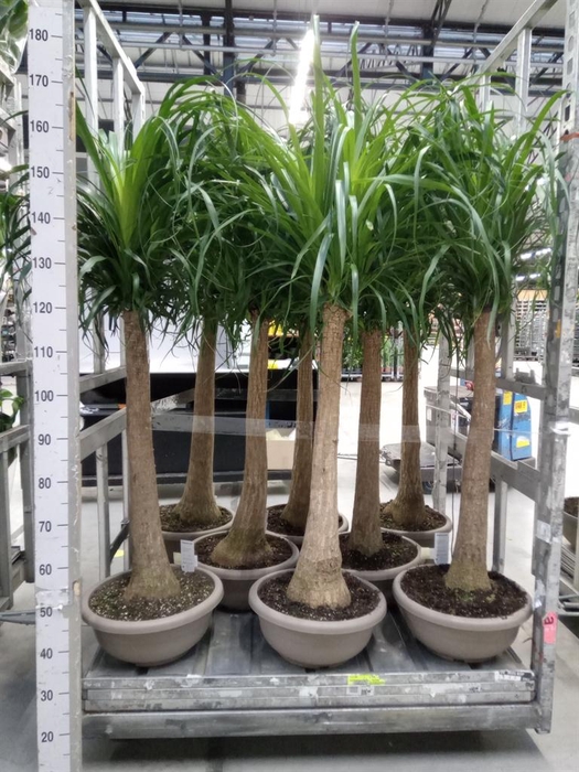 <h4>Beaucarnea recurvata</h4>