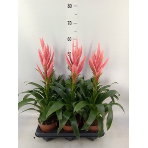 Tillandsia  'Ziva'