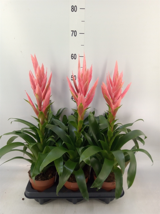 <h4>Tillandsia  'Ziva'</h4>