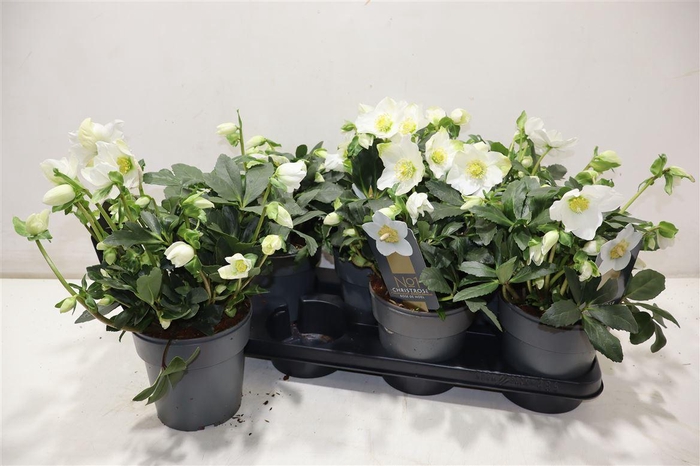 <h4>Hell Ni Hgc Diva</h4>