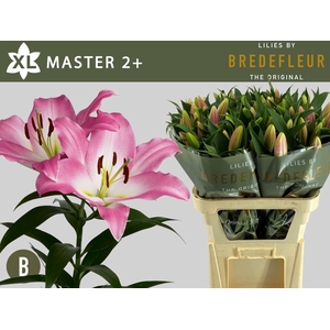 Li Or Master 2+ Bredefleur
