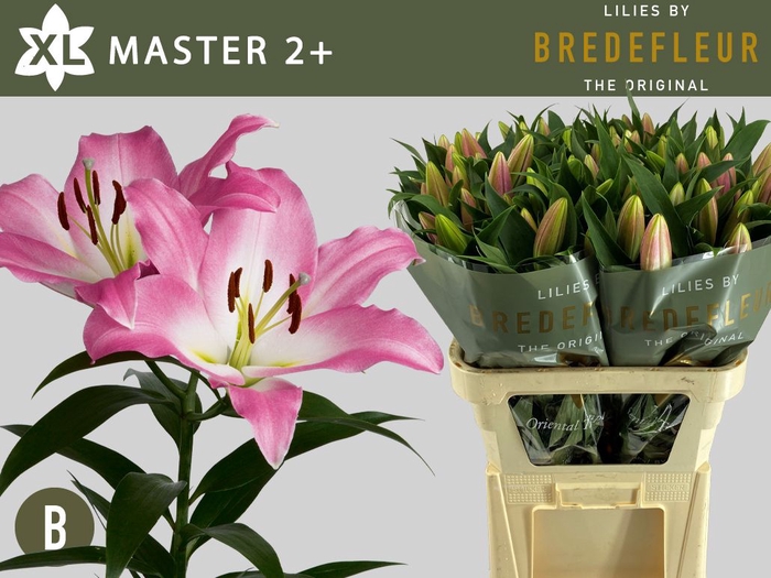 <h4>Li Or Master 2+ Bredefleur</h4>