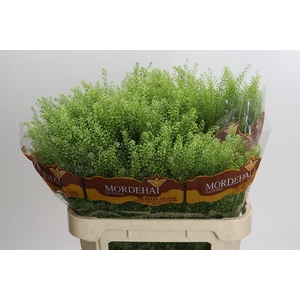 Lepidium Green Bell