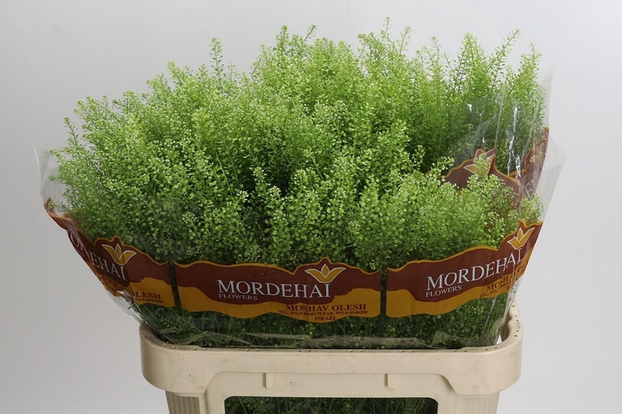 <h4>Lepidium Green Bell</h4>
