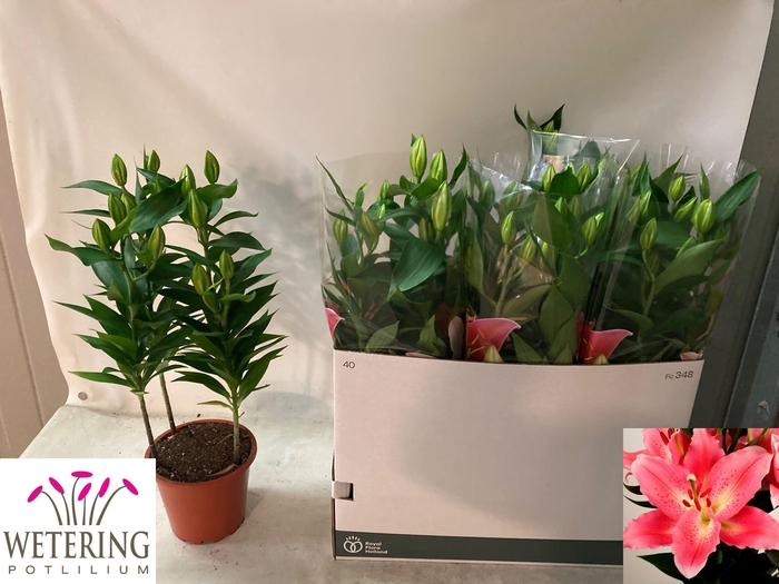 <h4>LIL OR SUNNY CAMINO</h4>