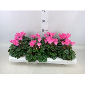 Cyclamen KL 'Compact'