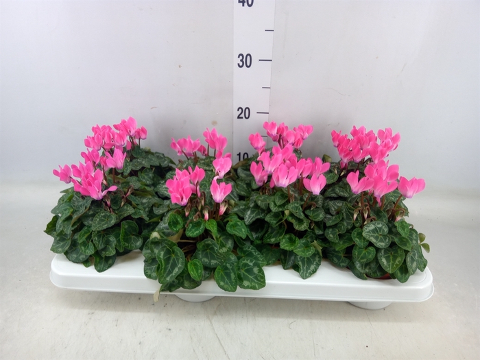 <h4>Cyclamen KL 'Compact'</h4>